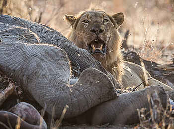 Robins Camp: Löwe an einem Elefantenkadaver Robins Camp: Löwe an einem Elefantenkadaver