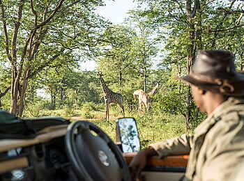Singita Pamushana Lodge: Giraffenbeobachtung