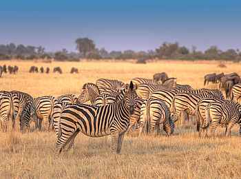 Camp Tawana: Zebraherde