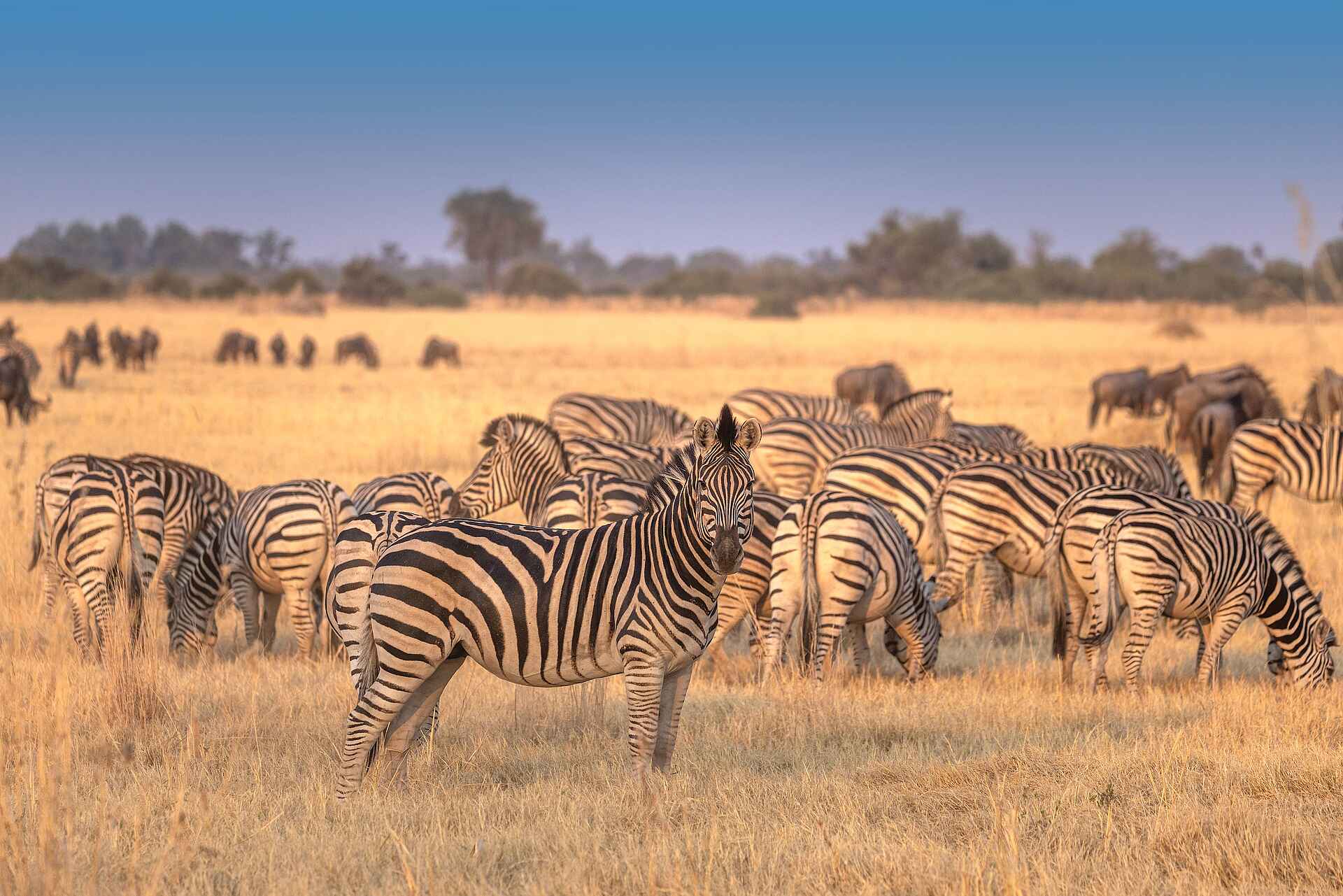 Camp Tawana: Zebraherde