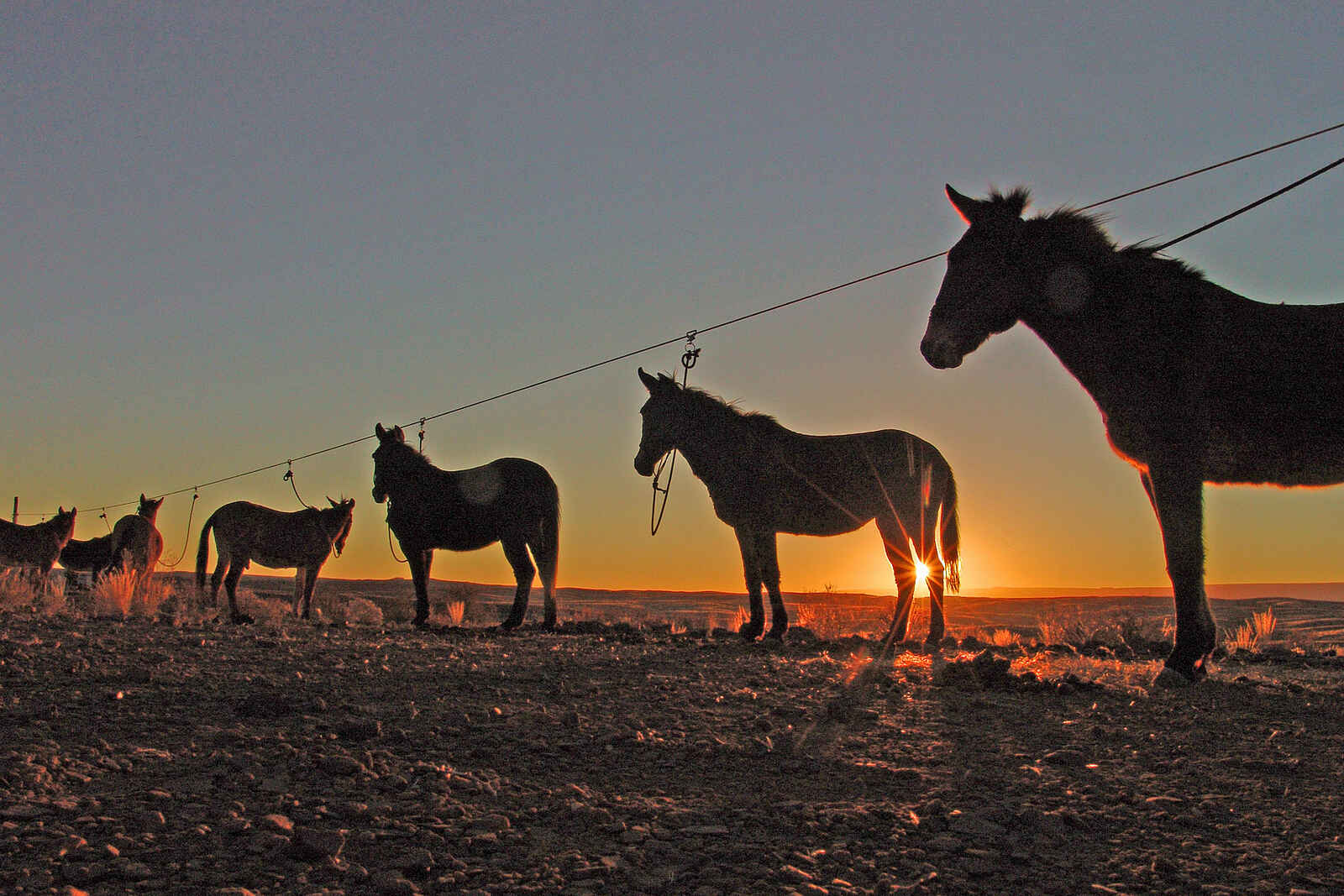 Canyon Mule Trekking: Maultiere am Nachtlager Canyon Mule Trekking: Maultiere am Nachtlager