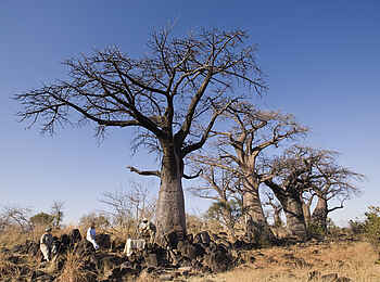Chobe under Canvas: Den Busch erleben