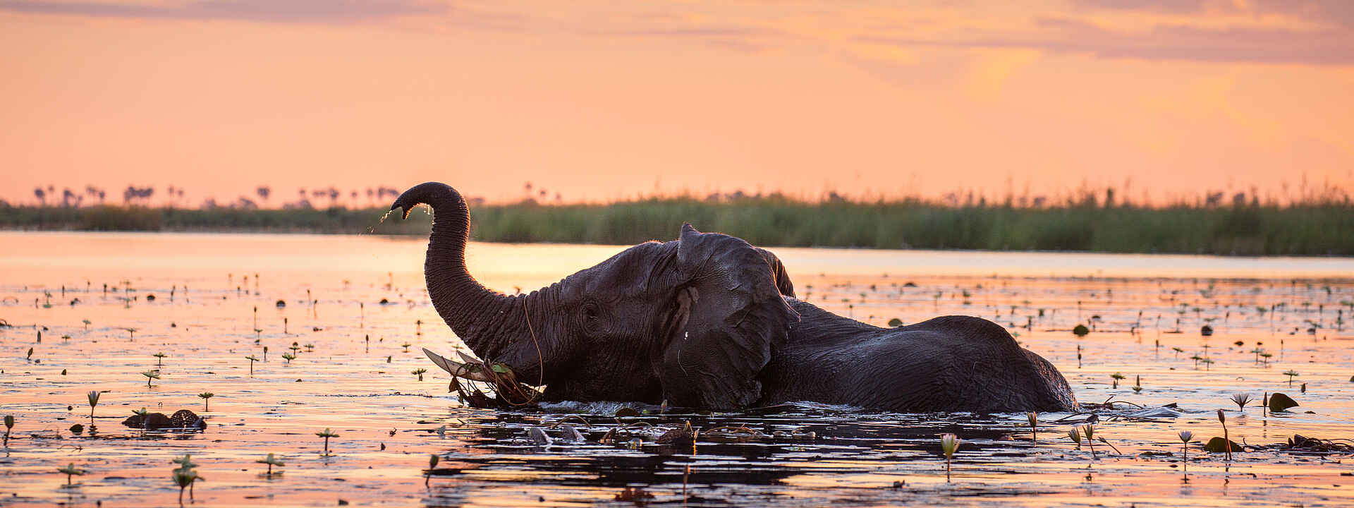 Duma Tau Camp: ein Elefant im Abendrot