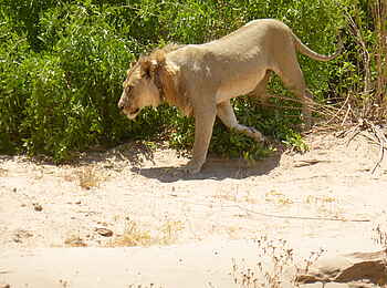 Fort Sesfontein: Ein Löwe im Hoanib