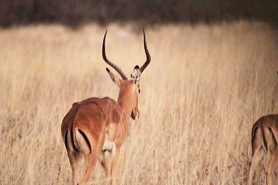 Ghoha Hills Savuti Lodge: Antilope im afrikanischen Busch Ghoha Hills Savuti Lodge: Antilope im afrikanischen Busch