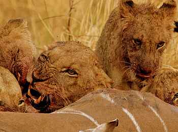 Goliath Tented Camp: Löwen über einem gerissenen Kudu