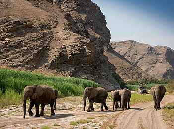 Hoanib Valley Camp: Elefantensichtung bei einem Gamedrive Hoanib Valley Camp: Elefantensichtung bei einem Gamedrive