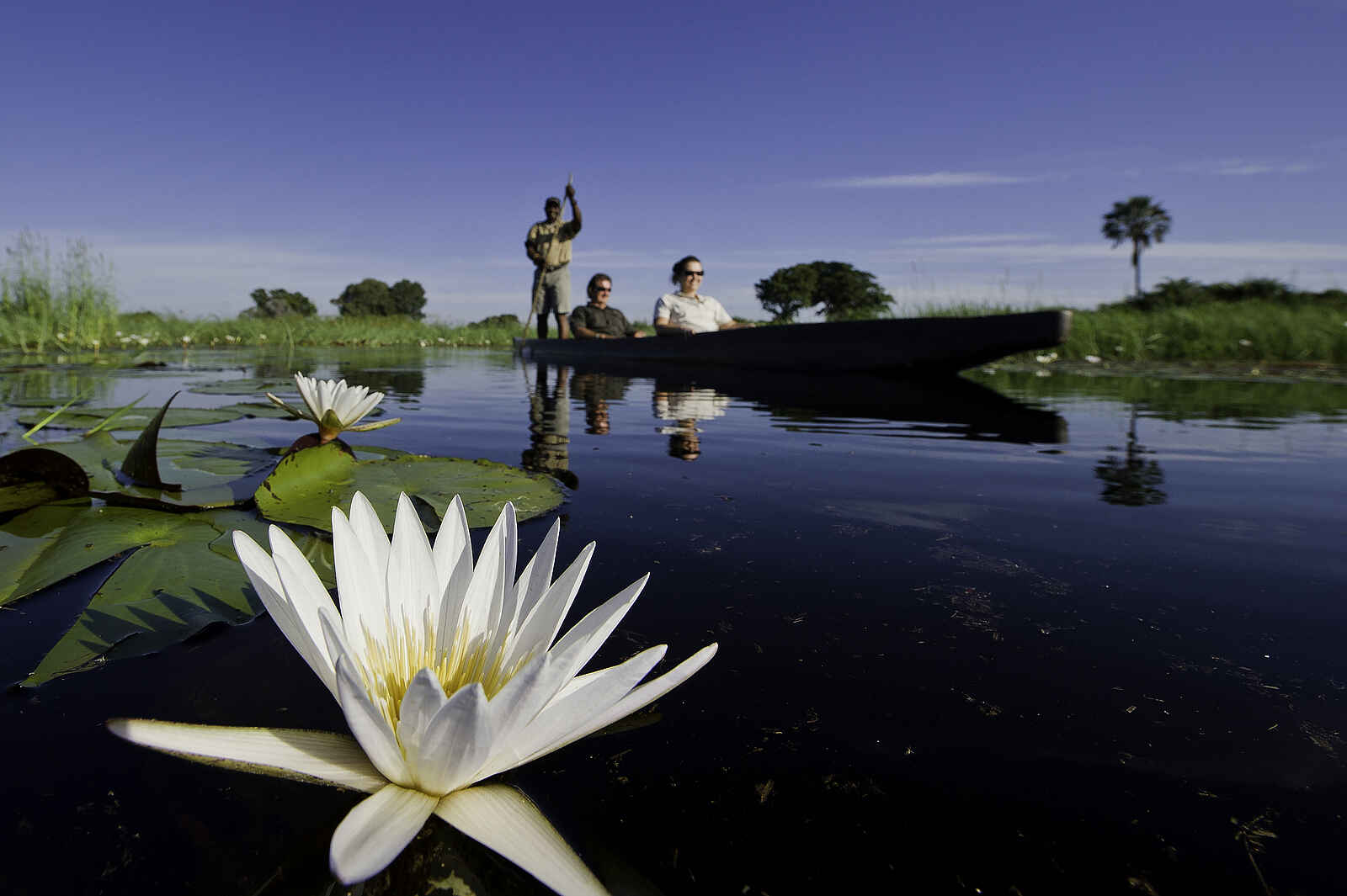Jacana Camp: Mokoro mit Gästen und Seerosen Jacana Camp: Mokoro mit Gästen und Seerosen