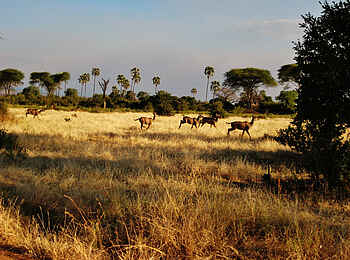 Kigelia Camp: Fliehende Kudus Kigelia Camp: Fliehende Kudus