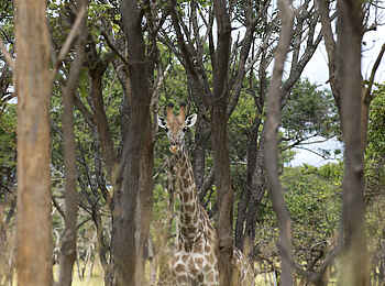 Lilayi: Giraffe im Galeriewald Lilayi: Giraffe im Galeriewald