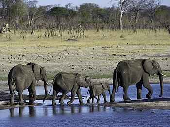 Little Makalolo Camp: Querverkehr beim Game Drive Little Makalolo Camp: Querverkehr beim Game Drive