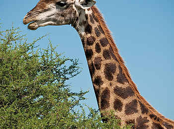 Madikwe Safari Lodge Lelapa: Giraffe