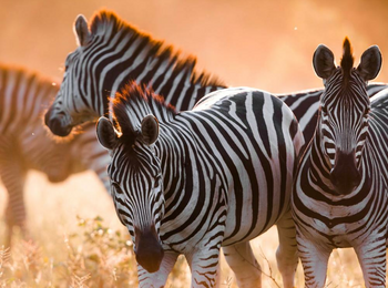 Mankwe Tented Retreat: Zebras Mankwe Tented Retreat: Zebras