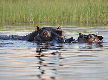 Mapula Lodge: Nilpferde in der Lagune