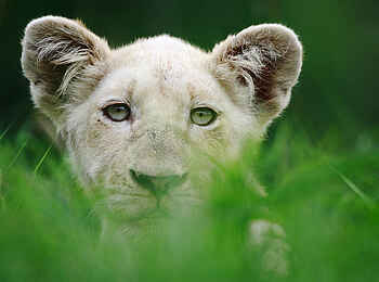 Motswari Game Lodge: Junglöwe