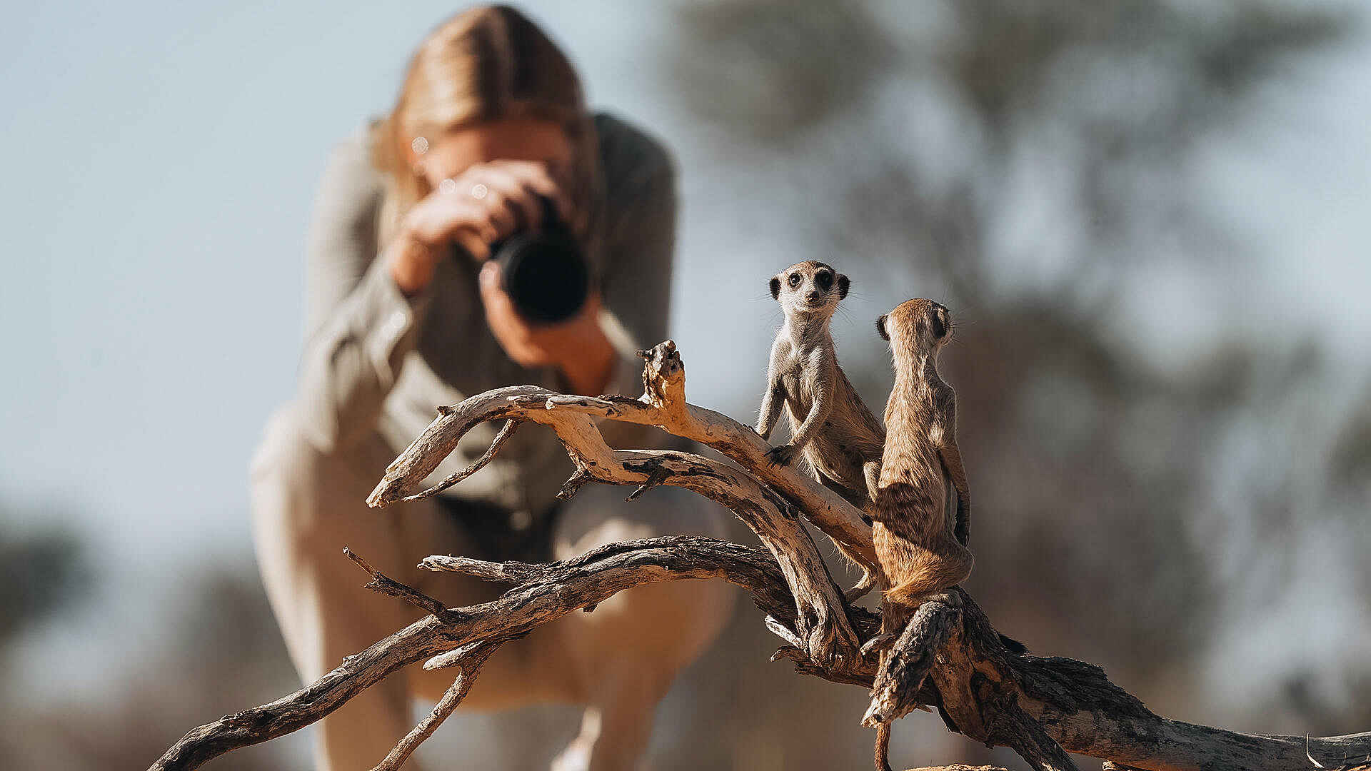 Otjimbondona Kalahari Lodge: Erdmännchen als perfektes Fotomotiv Otjimbondona Kalahari Lodge: Erdmännchen als perfektes Fotomotiv
