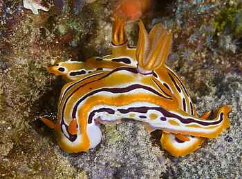 Rocktail Beach Camp: Chromodoris Nudibranch