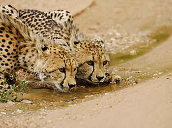 Royal Malewane: Leoparden