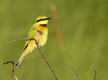 Setari Camp: Bienenfresser