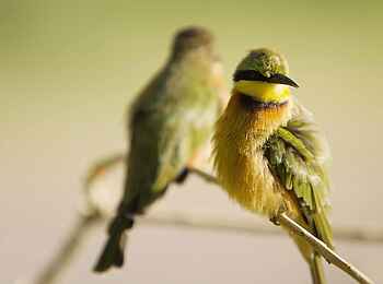 Shinde Camp: Birding
