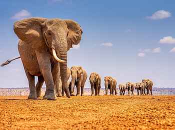 Soroi Amboseli Camp: Elefantenherde