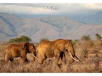 Soroi Leopards Lair Cottages: Elefanten