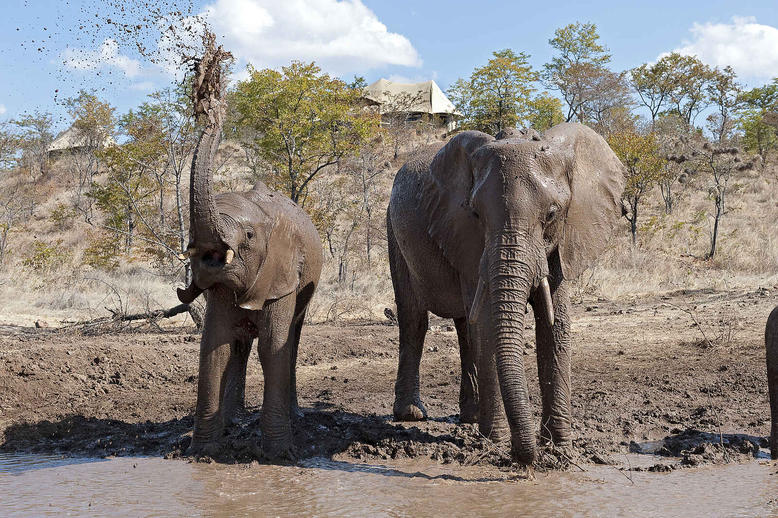 The Elephant Camp: Elefanten am Wasserloch vor dem Camp The Elephant Camp: Elefanten am Wasserloch vor dem Camp