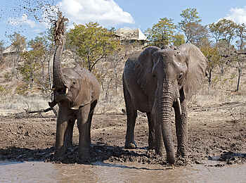 The Elephant Camp: Elefanten am Wasserloch vor dem Camp