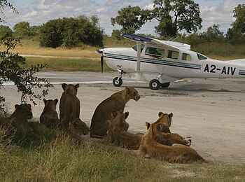 Vumbura Plains Camp: Löwen warten auf ihren Flug