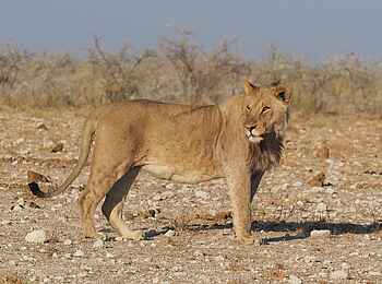 Wilderness Etosha Camp: Stolze Löwin