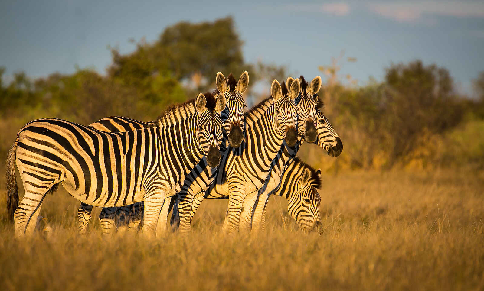 Bushman Plains Camp: Zebras Bushman Plains Camp: Zebras