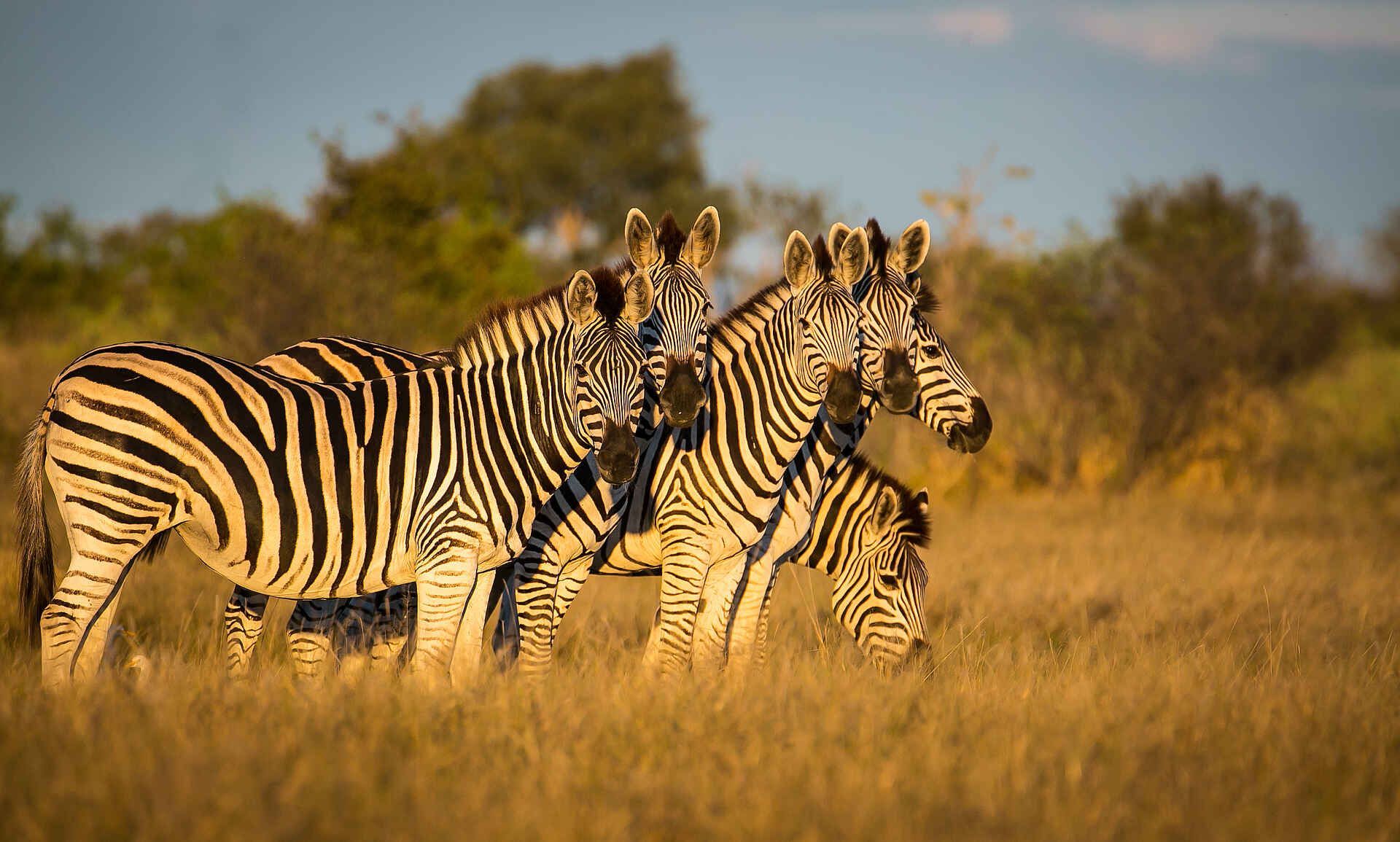 Bushman Plains Camp: Zebras