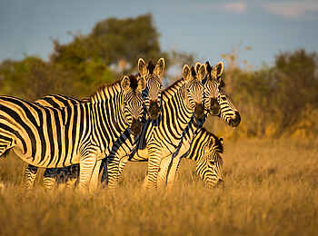 Bushman Plains Camp: Zebras Bushman Plains Camp: Zebras
