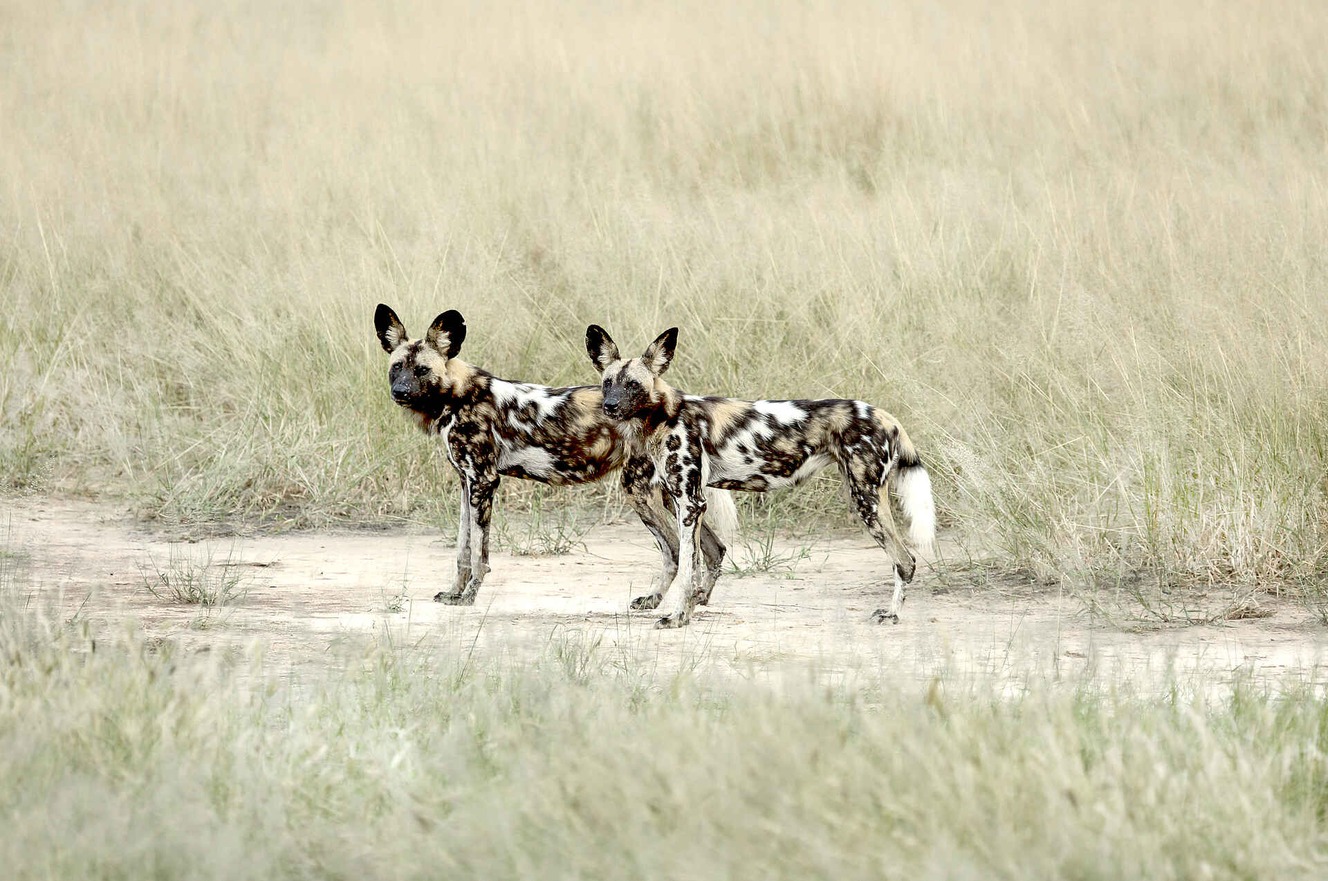 Kanga Expeditions: Wildhundpaar