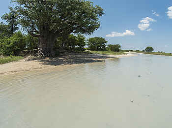 Leopard Plains: Geflutete Pfanne vor den Baines Baobab Leopard Plains: Geflutete Pfanne vor den Baines Baobab