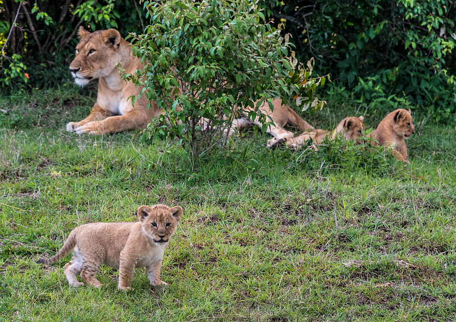 Afrika, Camp, Kenia, Lemek Conservancy, losokwan, Losokwan Camp, Luxuscamp, Masai Mara, Massai Mara, safari, Safari Camp, Löwen, Afrikarma, Afrikarma Safaris, Afrikarma Safaris - Wildnis. Hautnah., afrikarma.de, Gichohi Mwaniki und Oaitse Thuto