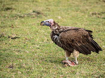 Mara Nyika Camp: Ohrengeier