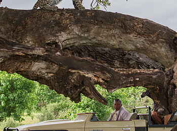 Mashatu Game Reserve: Guide und Leopard