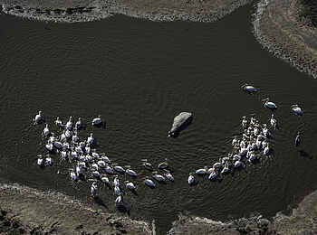 Qorokwe Camp: Hippo und Pelikane Qorokwe Camp: Hippo und Pelikane