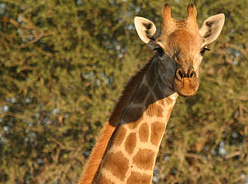 Tuli Safari Lodge Mashatu: Close up einer Giraffe