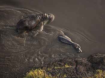 Wilderness Mara Camp: Flusspferde