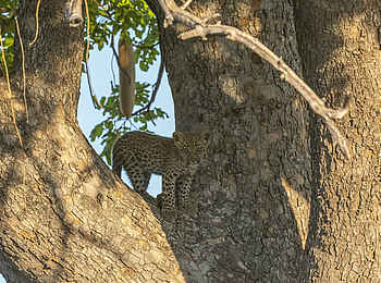 Xigera Safari Lodge: Leopardenbaby Xigera Safari Lodge: Leopardenbaby