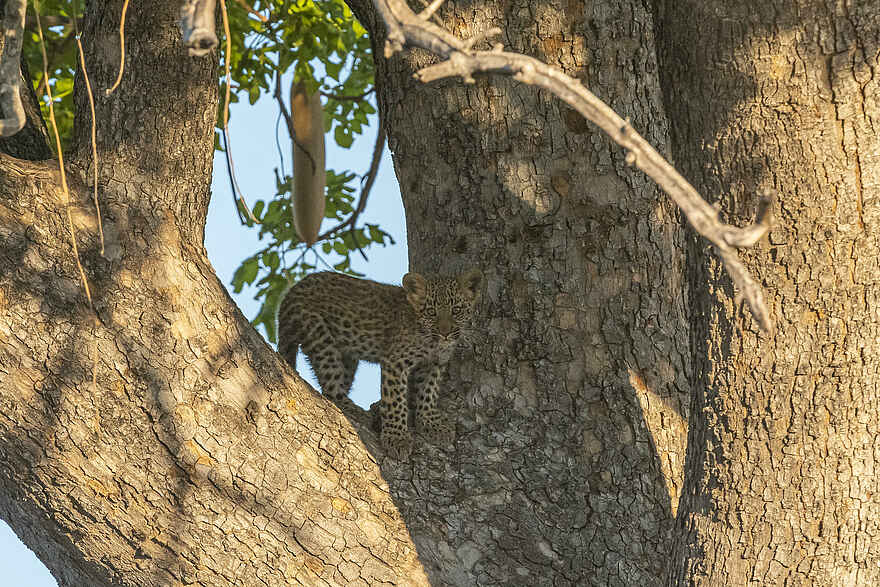 Xigera Safari Lodge: Leopardenbaby Xigera Safari Lodge: Leopardenbaby