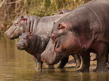 Bayethe Lodge: Nilpferde am Wasser Bayethe Lodge: Nilpferde am Wasser