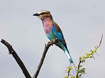 Etosha: Farbenfrohe Vogelarten