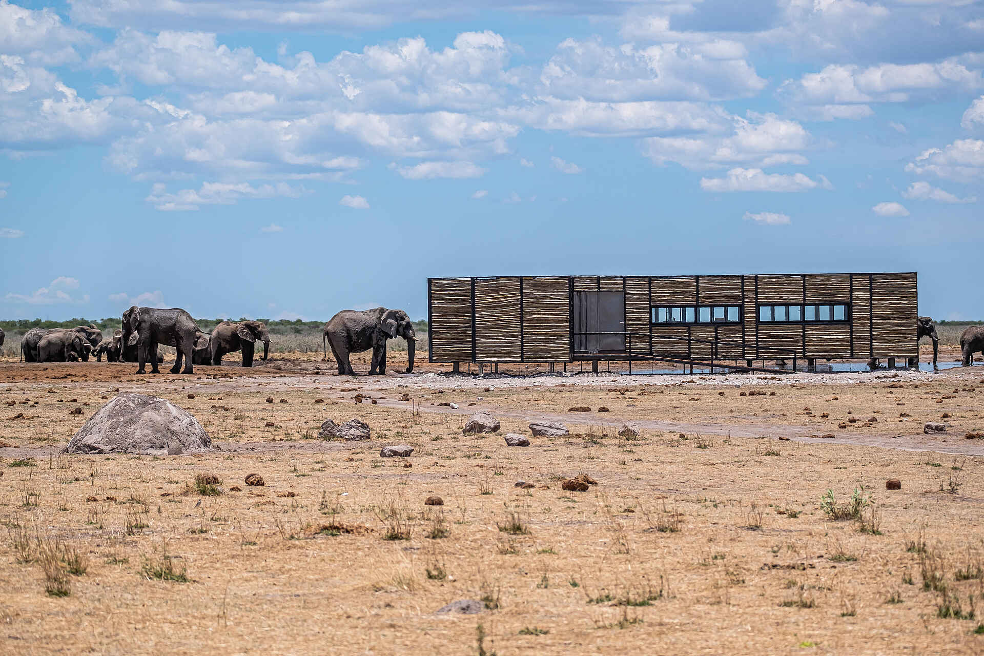 Etosha King Nehale: Ein Fotohide am Wasserloch