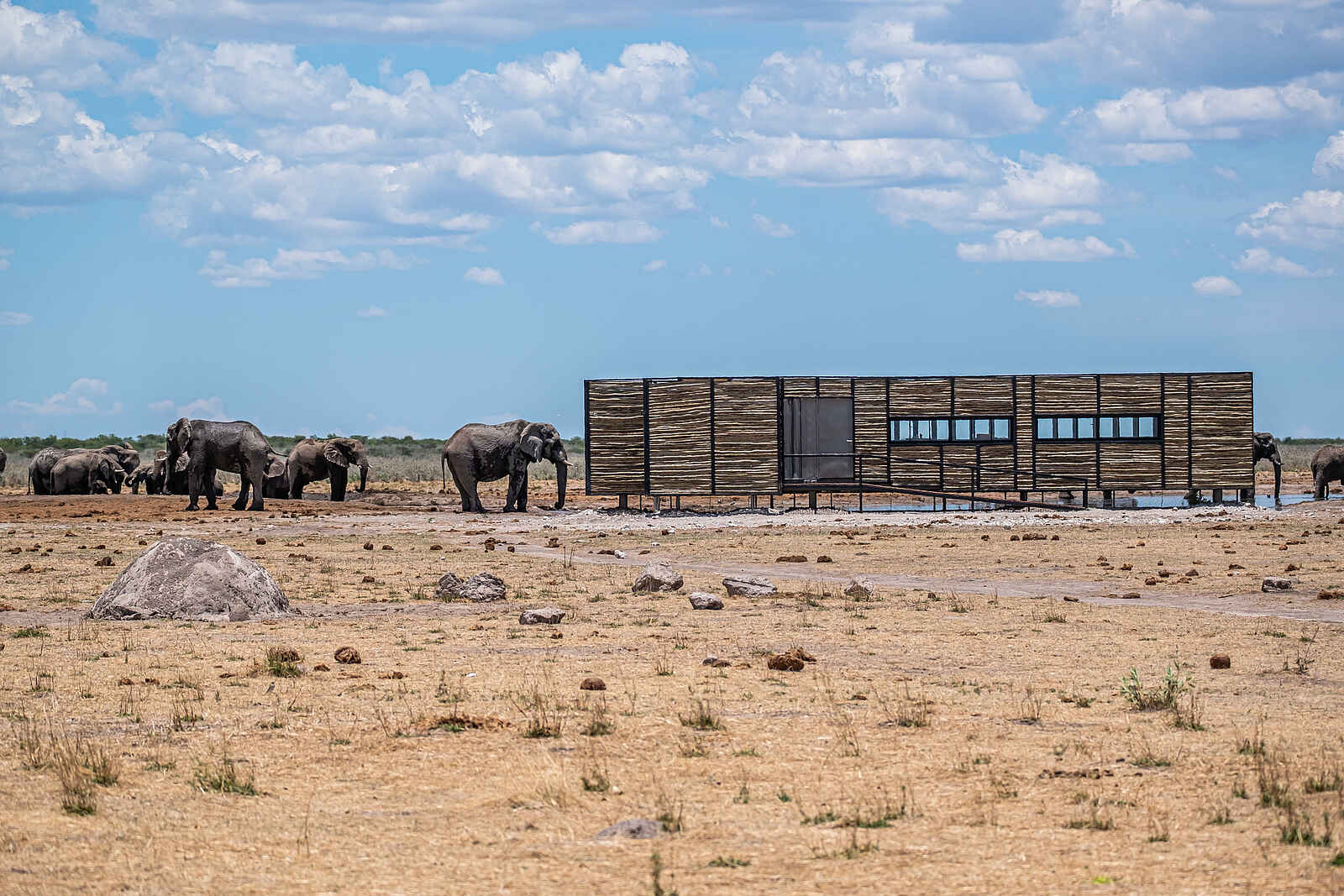 Etosha King Nehale: Ein Fotohide am Wasserloch Etosha King Nehale: Ein Fotohide am Wasserloch