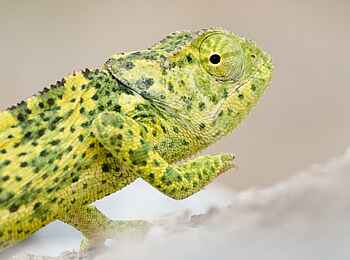 Etosha Mountain Lodge: Ein Chamäleon