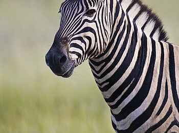 Etosha: Temparamentvolle Zebras