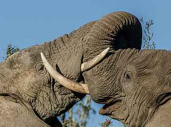 Great Fish River Lodge: Elefantenbullen